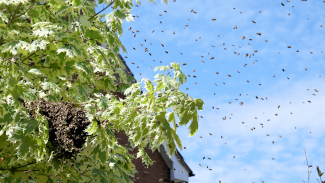 A swarm of honey bees settling in a tree