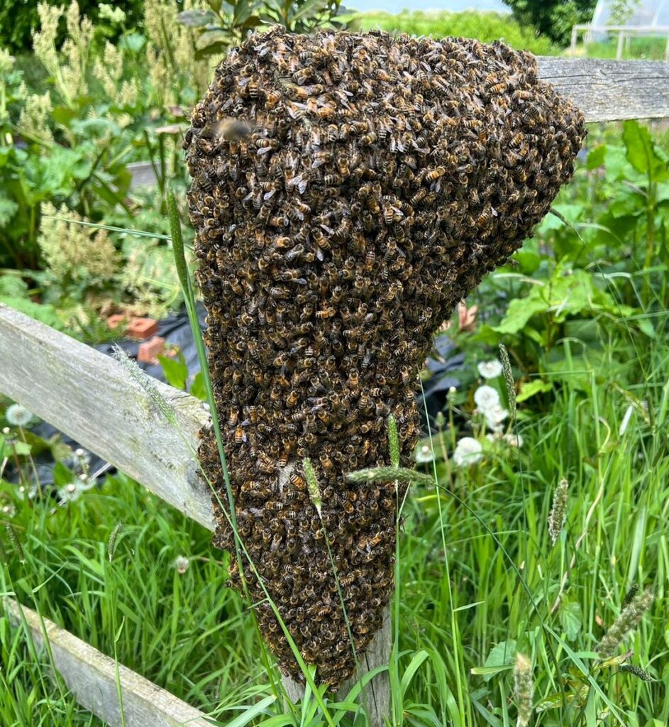 This swarm landed on a post at the training apiary whilst a training session was in progress - so it became a lesson in swarm collection!